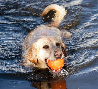 Jolly Jumper Ball 10 cm