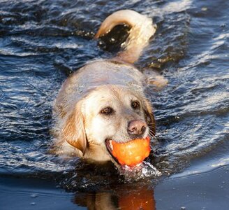 Jolly Jumper Ball 10 cm