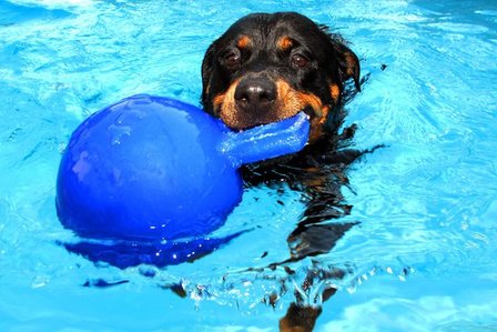 Jolly Tug-n-Toss Blauw