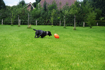 Dog Comets Pan-Stars Oranje