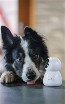 Eyenimal Pet Vision Live HD camera
