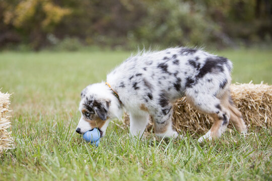 KONG PUPPY