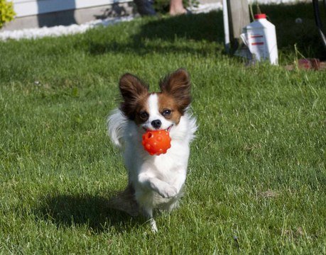 Jolly Jumper Ball 10 cm