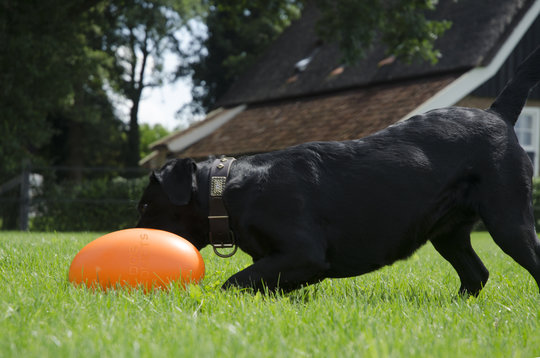 Dog Comets Pan-Stars Oranje